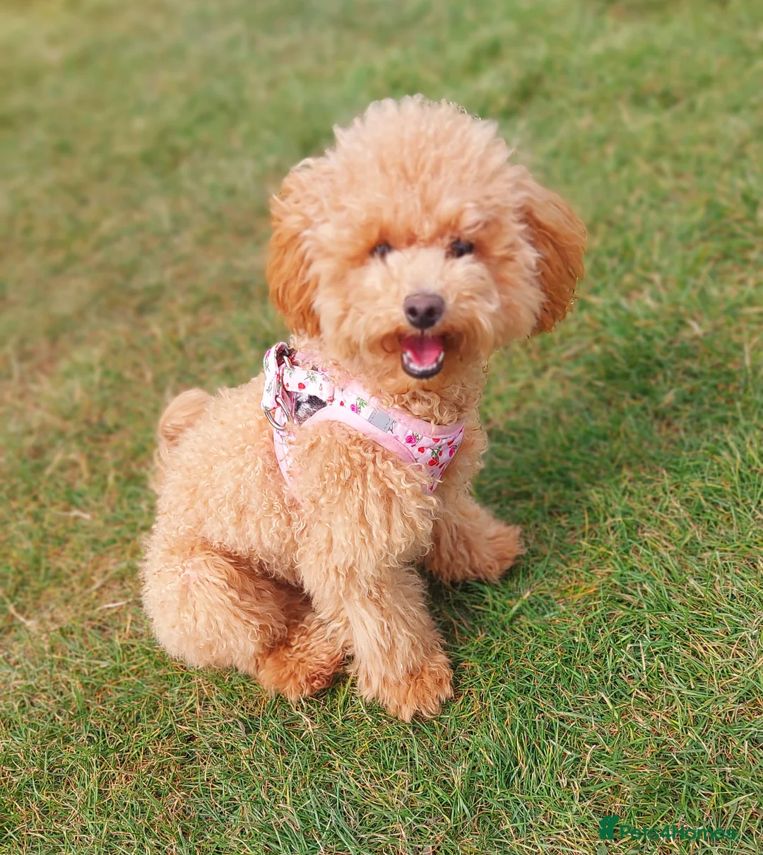 Toy Poodle dogs for sale: Red Toy Poodle girl 1 year 1 month - Advert 8