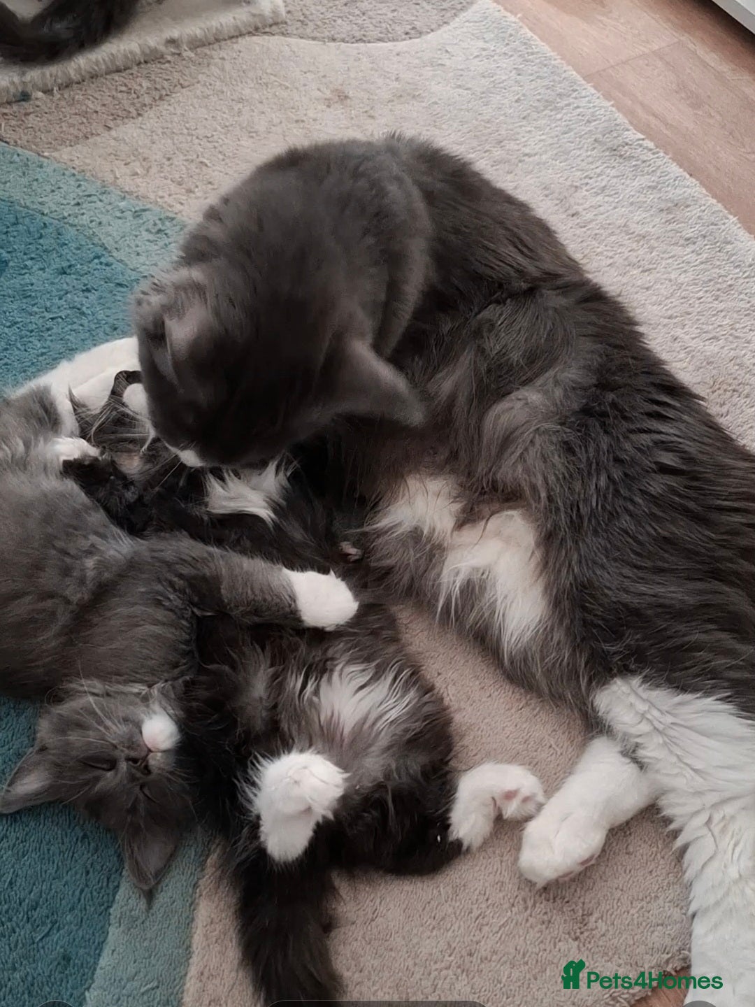 Maine Coon cats for sale: Gorgeous Maine Coon Kittens-Champion Bloodlines - Image 29