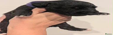 Purple collar girl