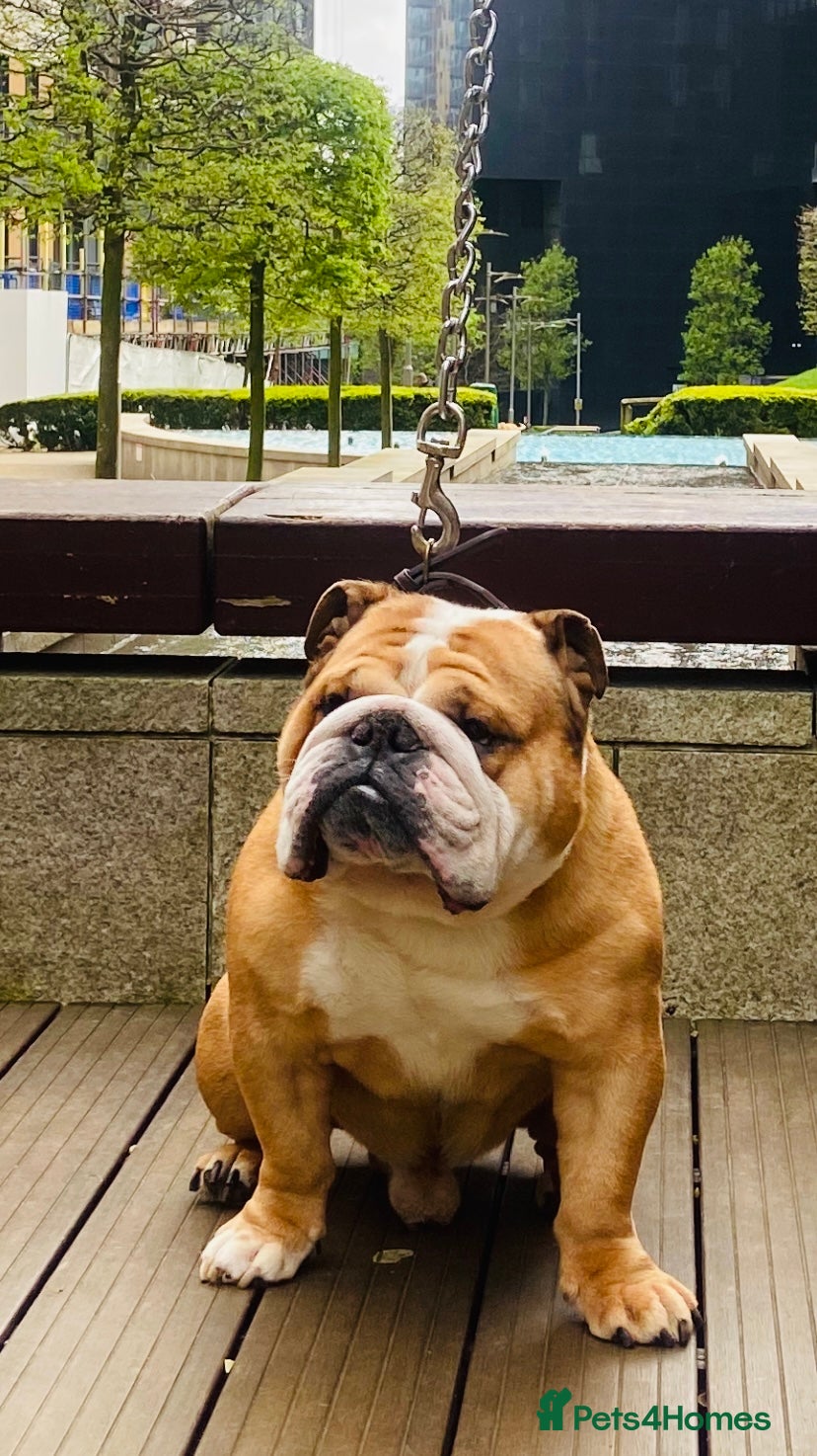 English Bulldog dogs Exceptional Ch Bloodline RICATORI ROMAN KING - Advert 17