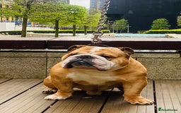 English Bulldog dogs for stud: Exceptional Ch Bloodline RICATORI ROMAN KING - Image 4