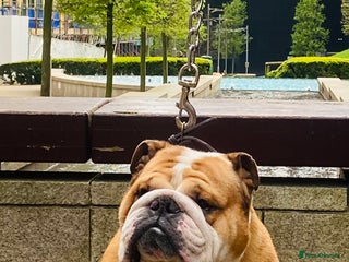 English Bulldog dogs Exceptional Ch Bloodline RICATORI ROMAN KING - Advert 15