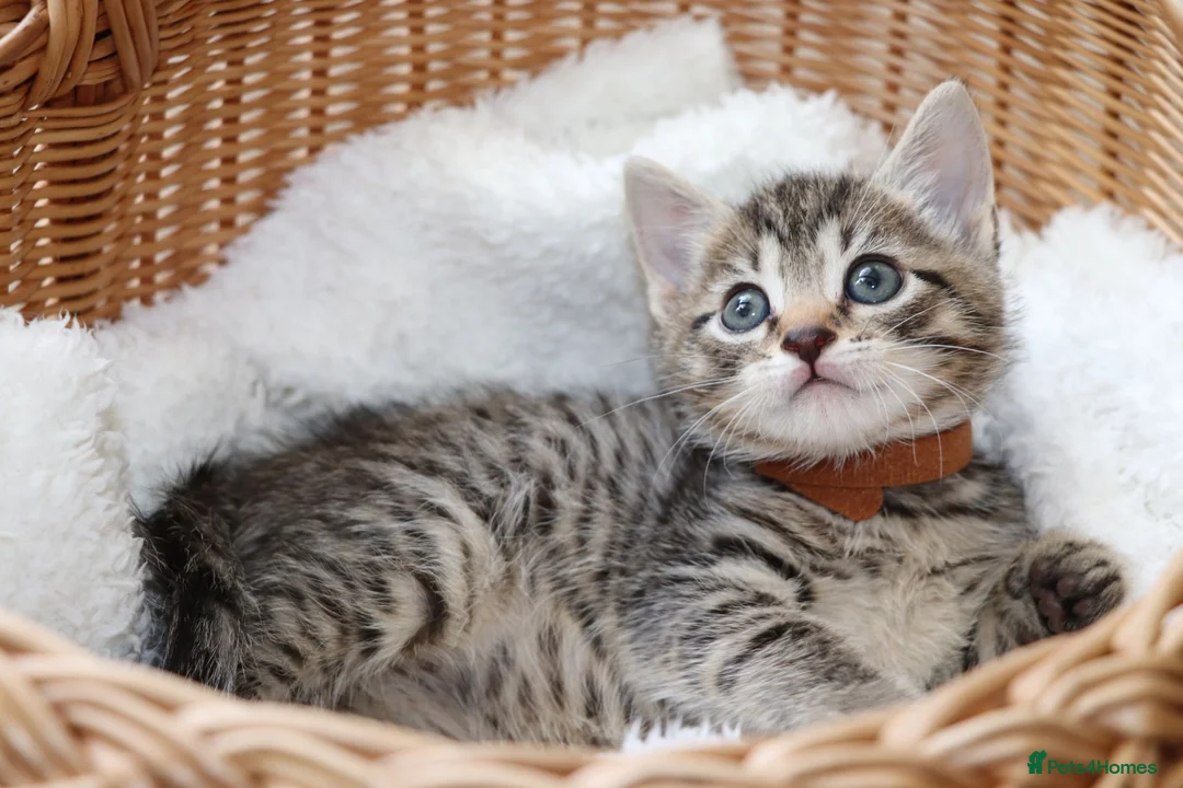 Mixed Breed cats for sale: Adorable Tabby Kittens - Advert 2