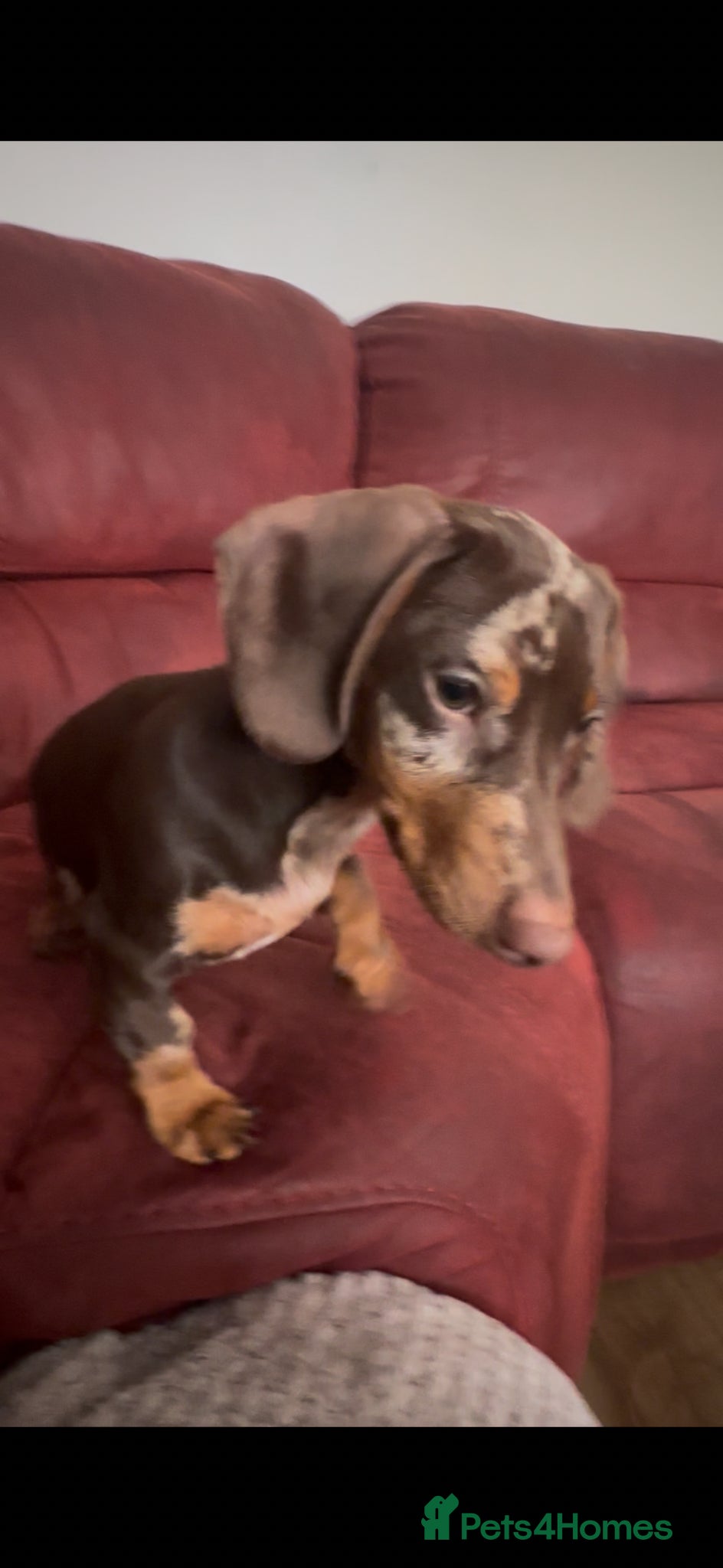 Dachshund dogs for sale: dachshund boy & girl 5 months - Advert 5