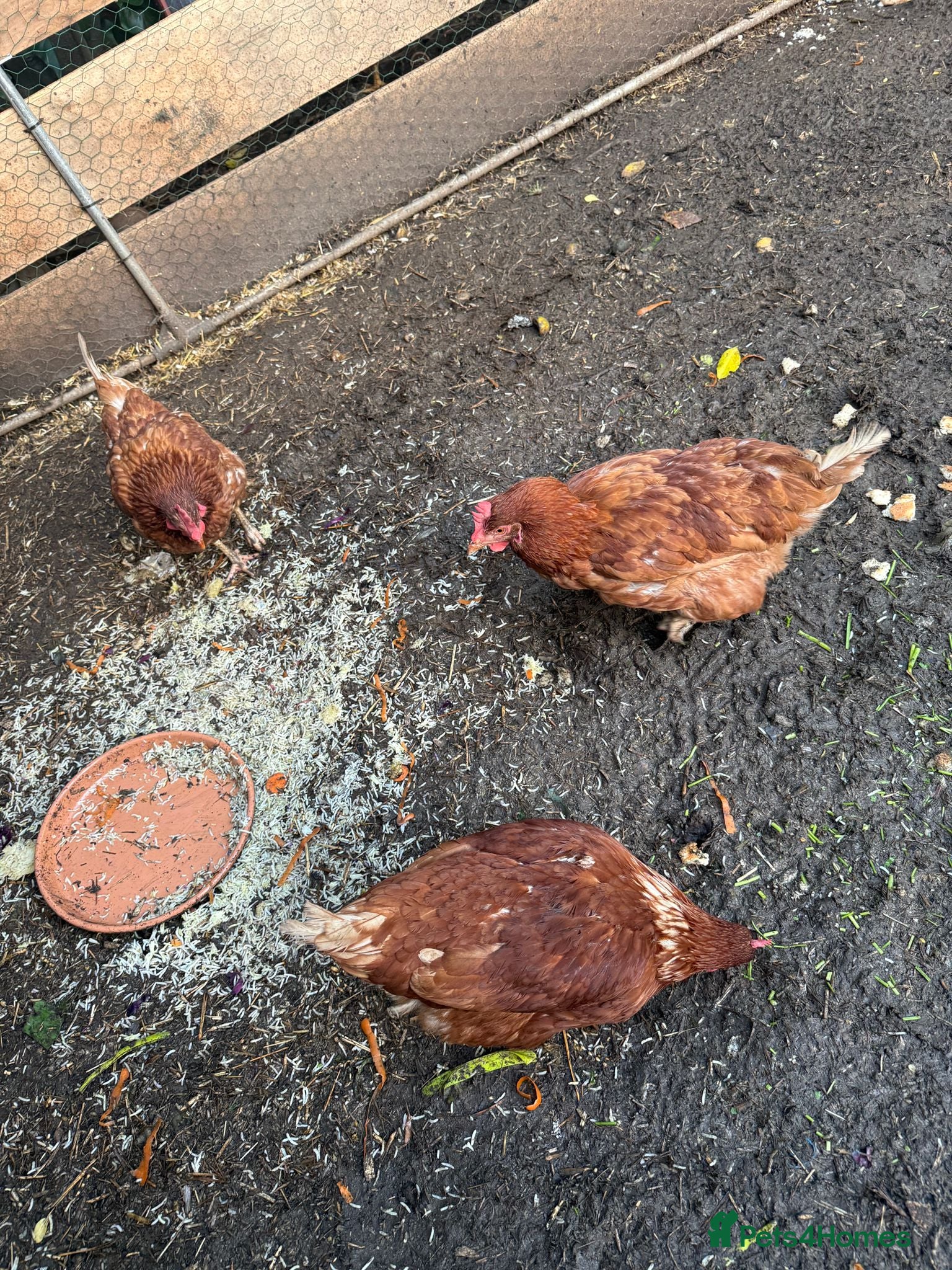 Chickens poultry 3 lohman brown need to be rehomed  - Advert 1