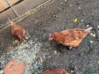 Chickens poultry 3 lohman brown need to be rehomed - Advert 1