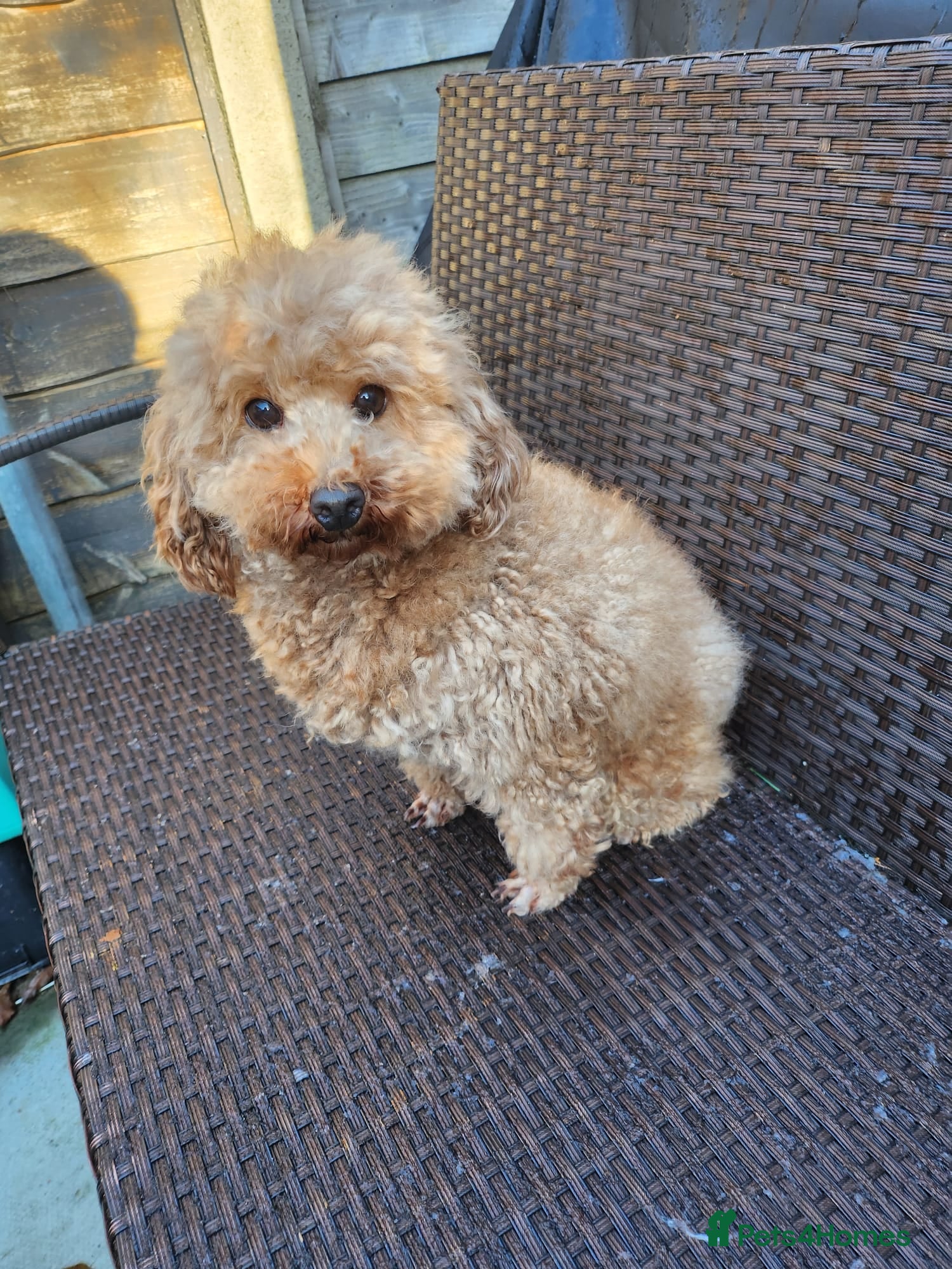 Toy Poodle dogs KC 6 yrs old Toy poodle girl - Advert 18