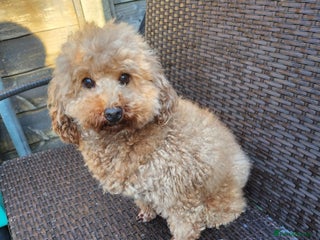 Toy Poodle dogs KC 6 yrs old Toy poodle girl - Advert 5