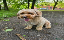 Cavapoo dogs for sale: Amazing Cavapoo - Image 6