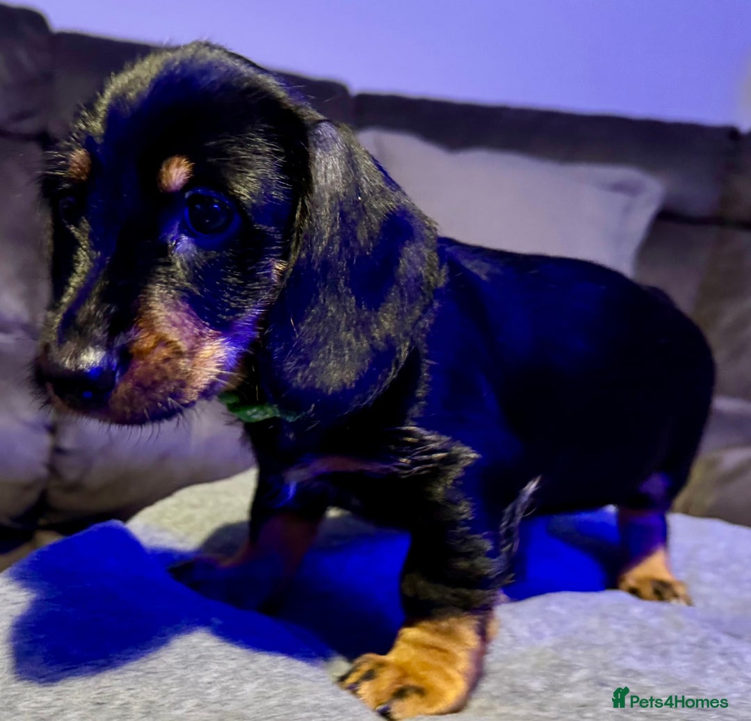 Dachshund dogs for sale: Gorgeous Standard wire haired & smooth Dachshunds - Advert 28