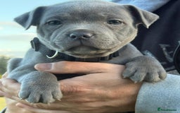 Staffordshire Bull Terrier dogs for sale: ✨ Blue Staffy Bull Terrier Pups Loving & Healthy ✨ - Image 8