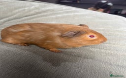 Guinea Pig rodents for sale: Beautiful Baby Brothers. Ghost & Pumpkin - Image 5
