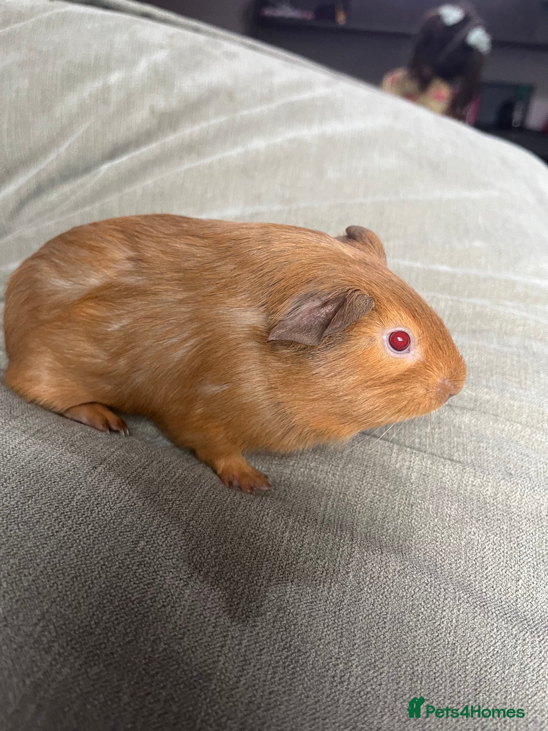 Guinea Pig rodents for sale: Beautiful Baby Brothers. Ghost & Pumpkin - Image 5