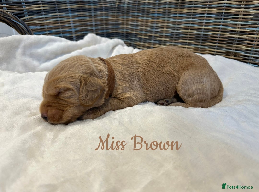 Labradoodle dogs for sale: ⭐️Fully Health Tested F1 Miniature Labradoodles - Advert 10