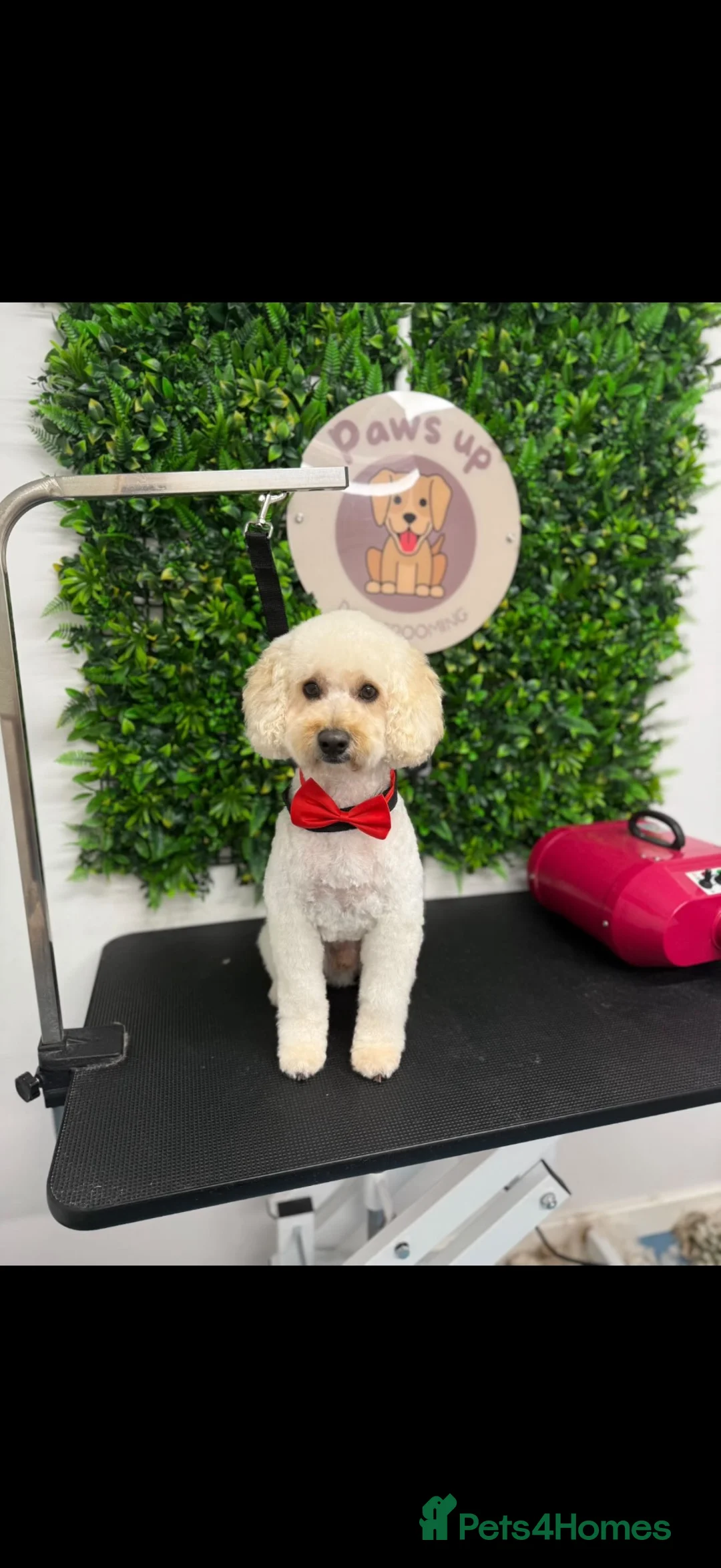 Cavapoochon dogs for sale: Cooper & Arlo- Aged 3- Males - Advert 2