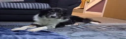 Border Collie dogs for sale: A beautiful male pup, border collie  - Advert 1