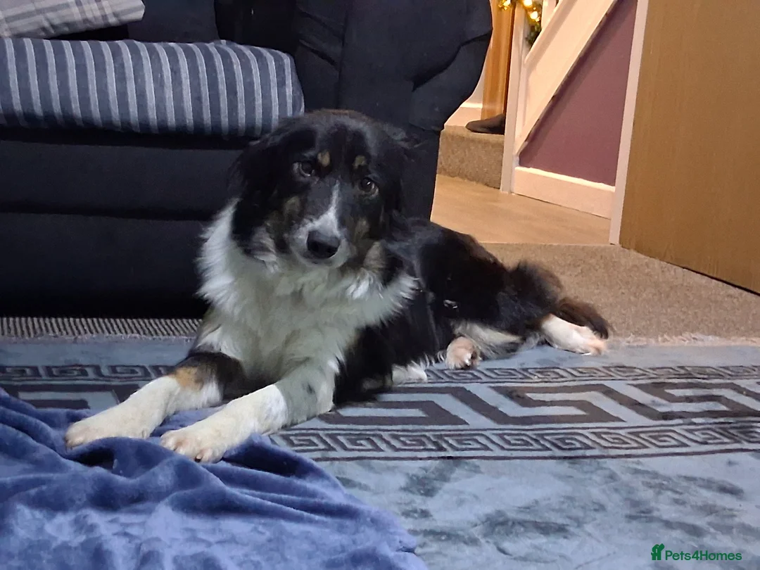 Border Collie dogs for sale: A beautiful male pup, border collie  - Advert 1