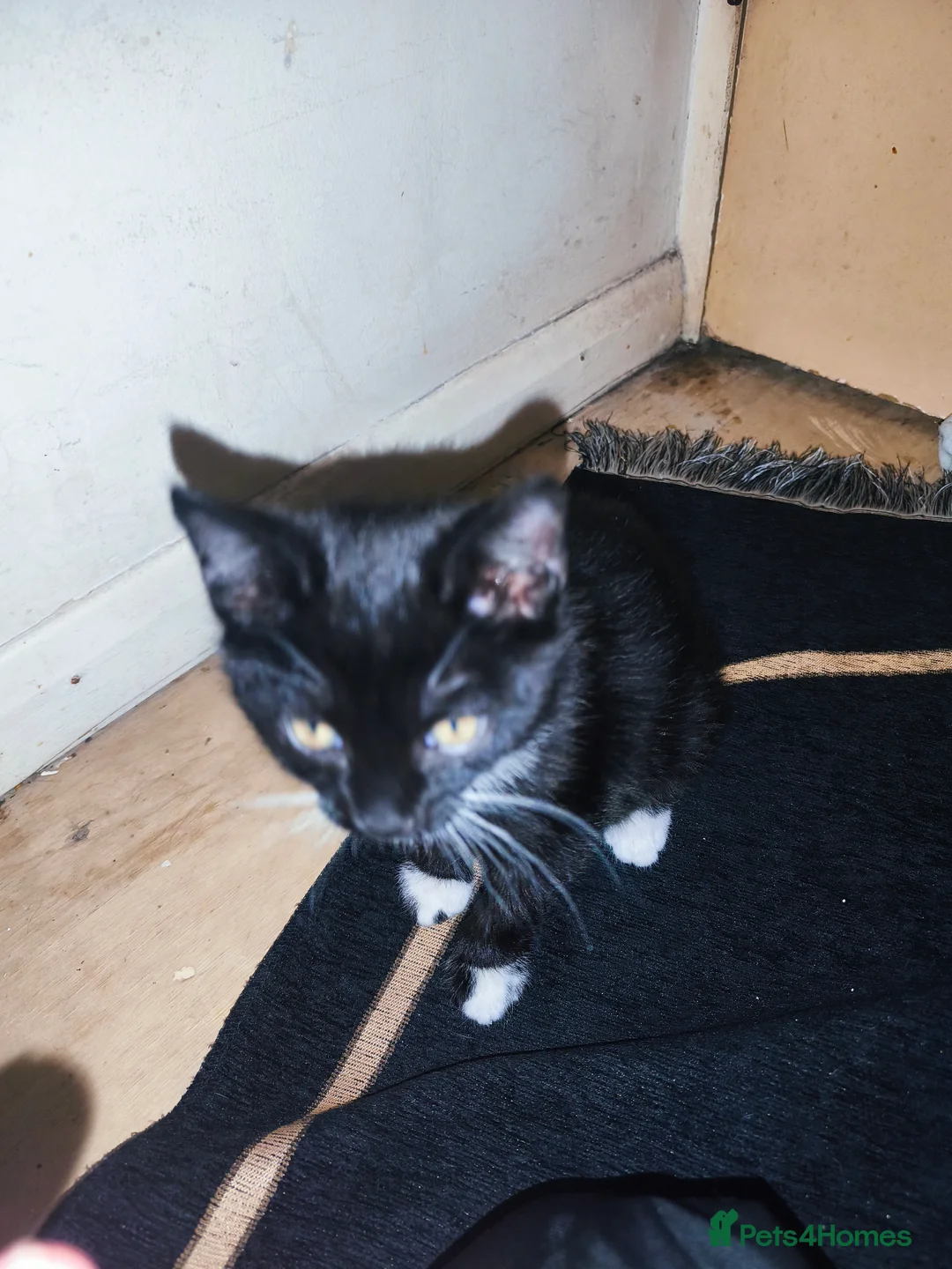 Mixed Breed cats for sale: 1 beautiful tuxedo kitten left - Advert 3