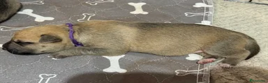 Mixed Breed purple 