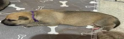 Mixed Breed dogs for sale: German shepherd x American bully puppy’s  - Advert 4