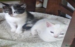Mixed Breed cats for sale: Siberian cross ready to go!!! - Image 23