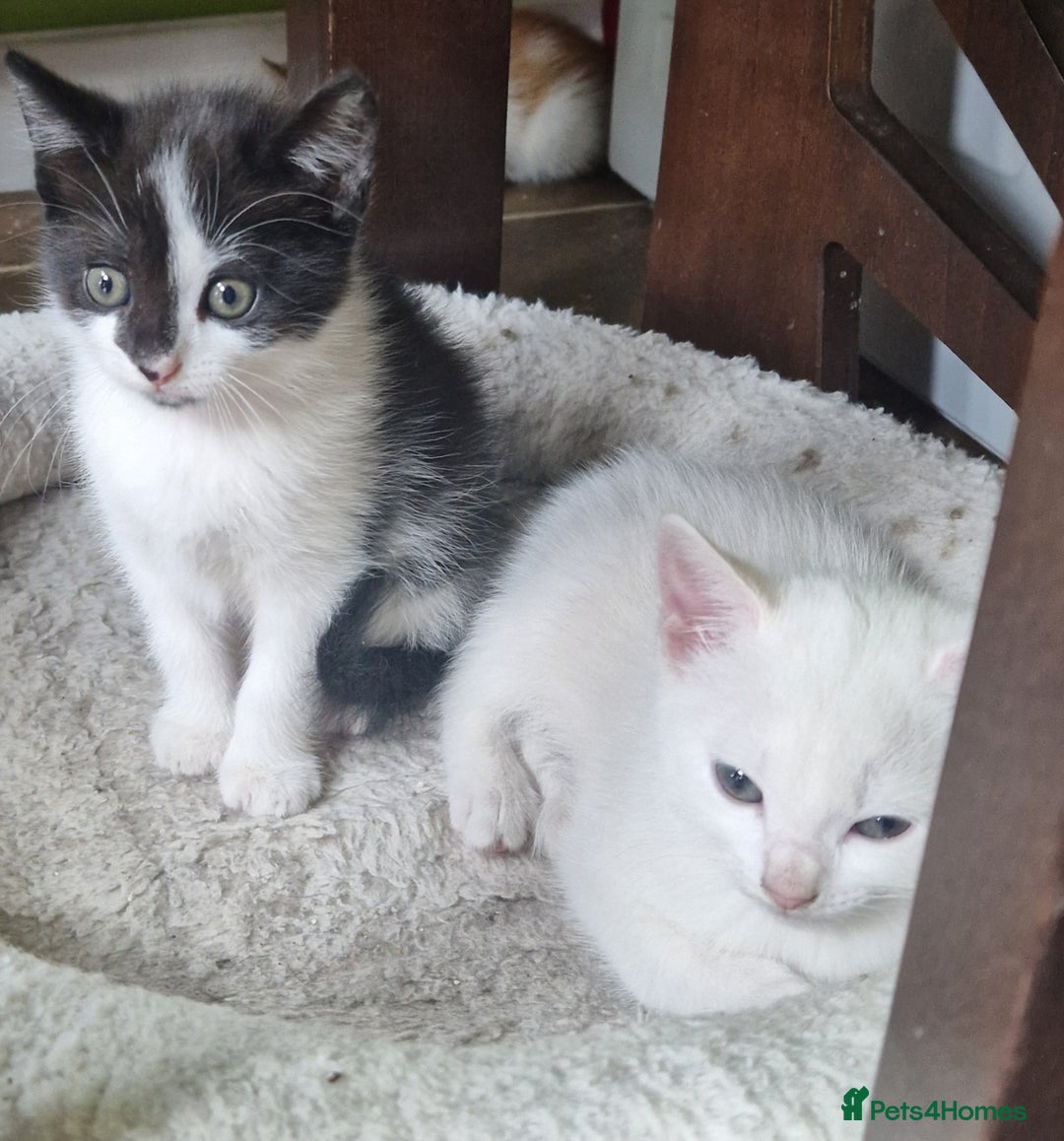 Mixed Breed cats for sale: Siberian cross ready to go!!! - Image 23