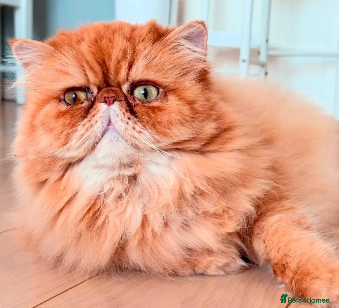 Persian cats for stud: G.C.C.F cream Stud Pedigree Champion Lineage in Slough - Advert 8