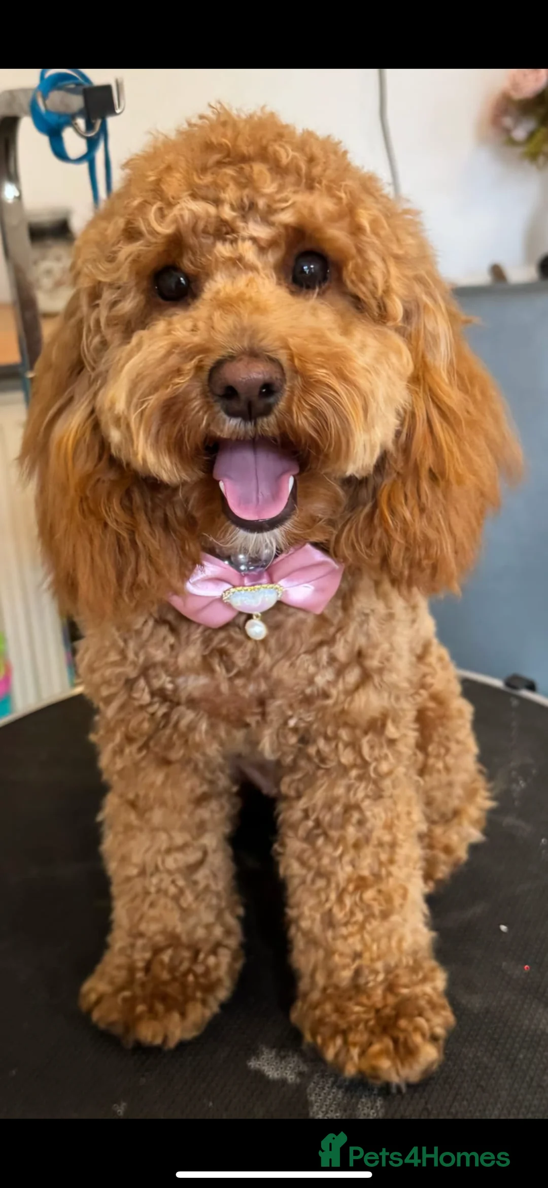 Cockapoo dogs for sale: Miniature Cockapoo  - Advert 12