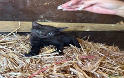 Bengal cats for sale: Beautiful farm reared bengals  - Image 2