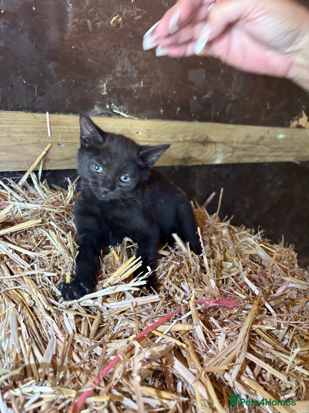 Bengal cats for sale: Beautiful farm reared bengals  - Image 2