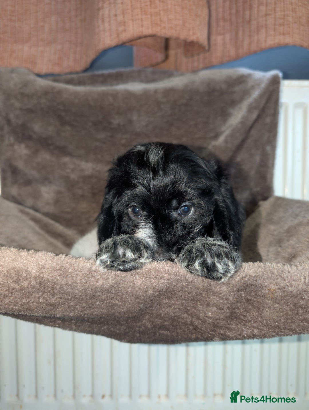 Cockapoo dogs for sale: F1 cockapoos  - Image 8