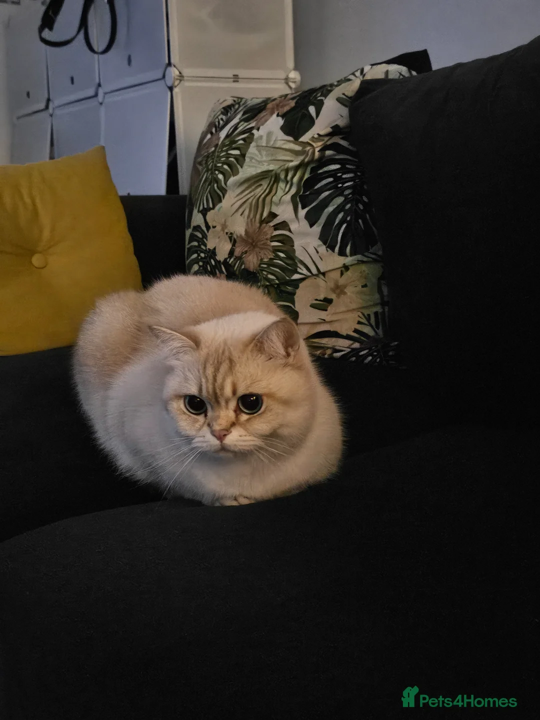 British Shorthair cats for sale: Blue Golden Tipped Poimt British Shorthair - Advert 2