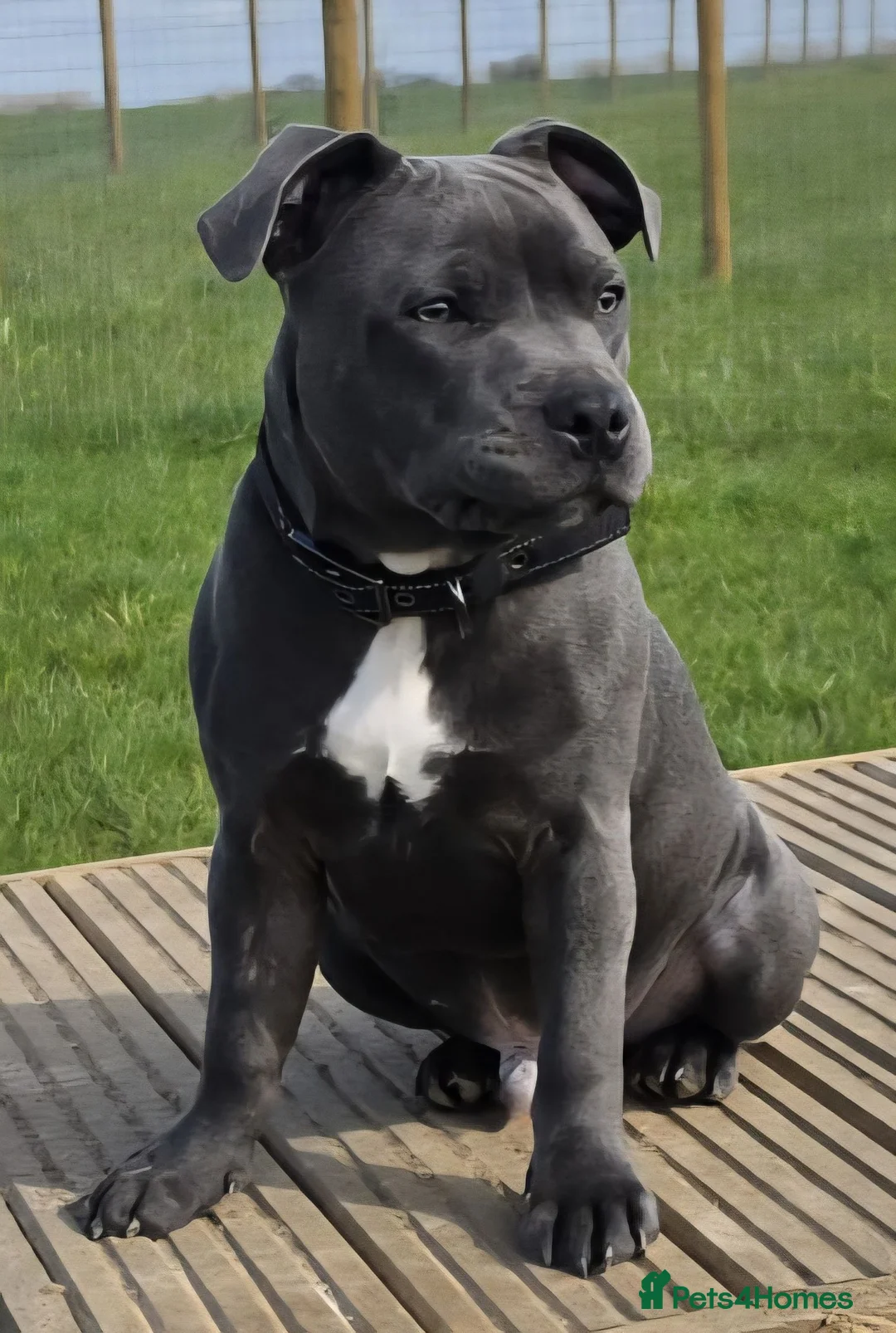 Staffordshire Bull Terrier dogs for sale: 6‑Month‑Old Purebred Staffy - Advert 1
