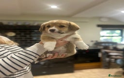 Welsh Corgi Pembroke dogs for sale: 🐾 Pedigree Pembroke Welsh Corgi Puppies 🐾 - Image 4