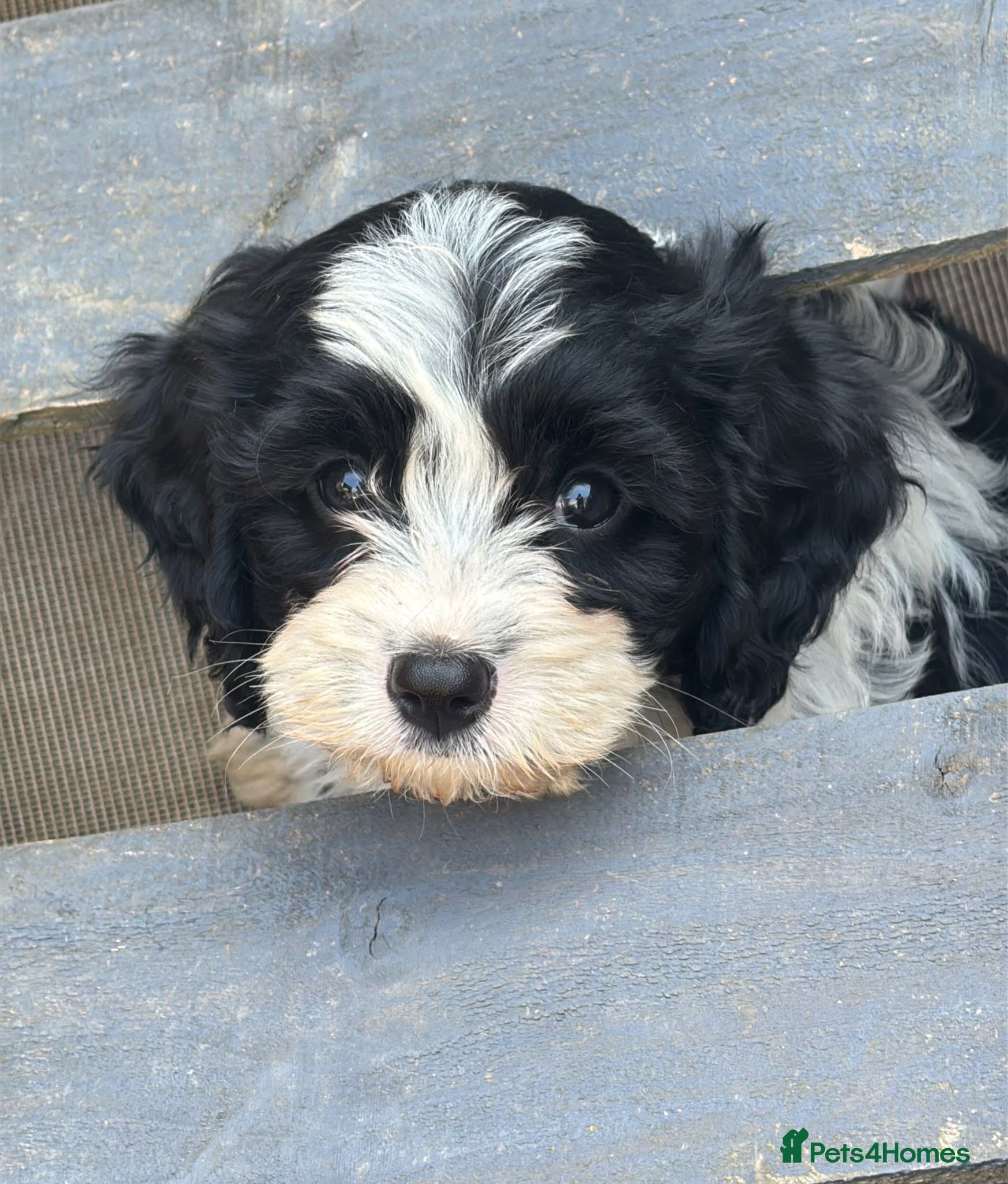 Cavapoo dogs Beautifull health tested cavapoos  - Advert 1
