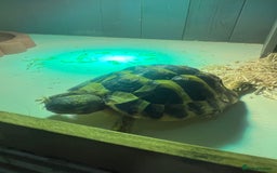 Tortoise reptiles for sale: 3 year old Herman tortoise with viv  - Image 2