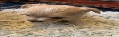 Chihuahua 2