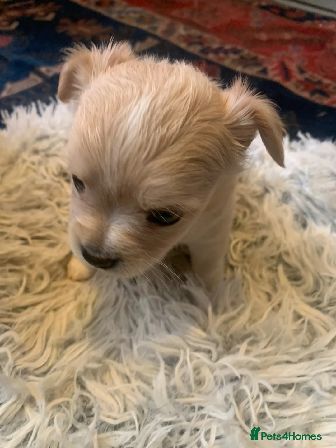 Chihuahua dogs for sale: Playful chihuahua puppies - Advert 2