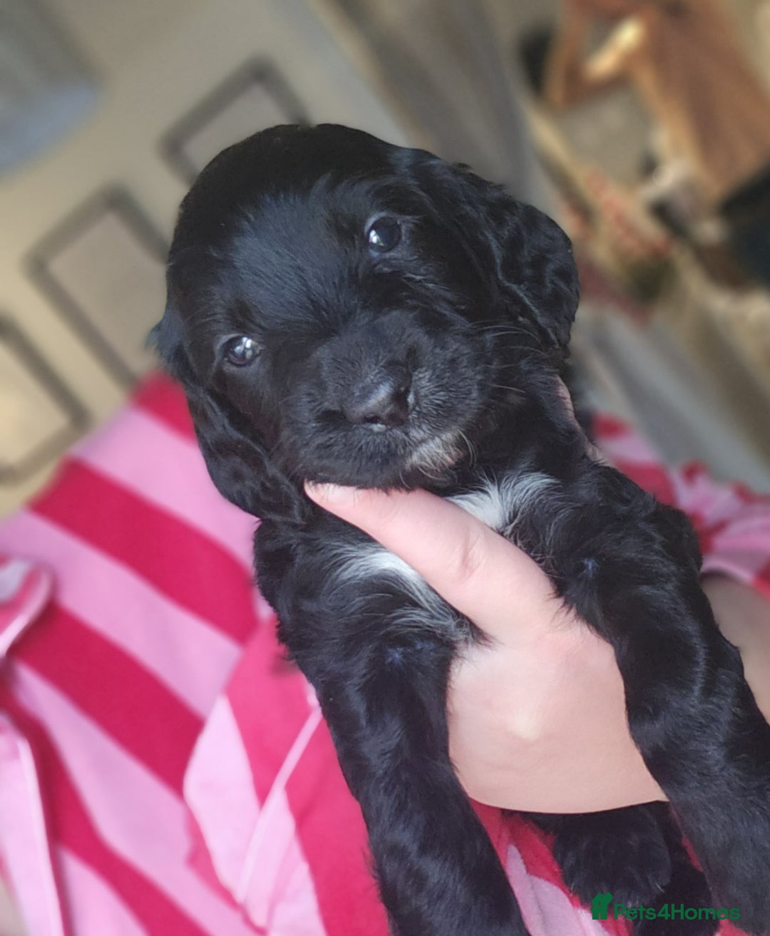 Cocker Spaniel dogs for sale: Cocker Spaniel Puppies🐕🐕 READY 30TH NOVEMBER 💙 - Advert 24