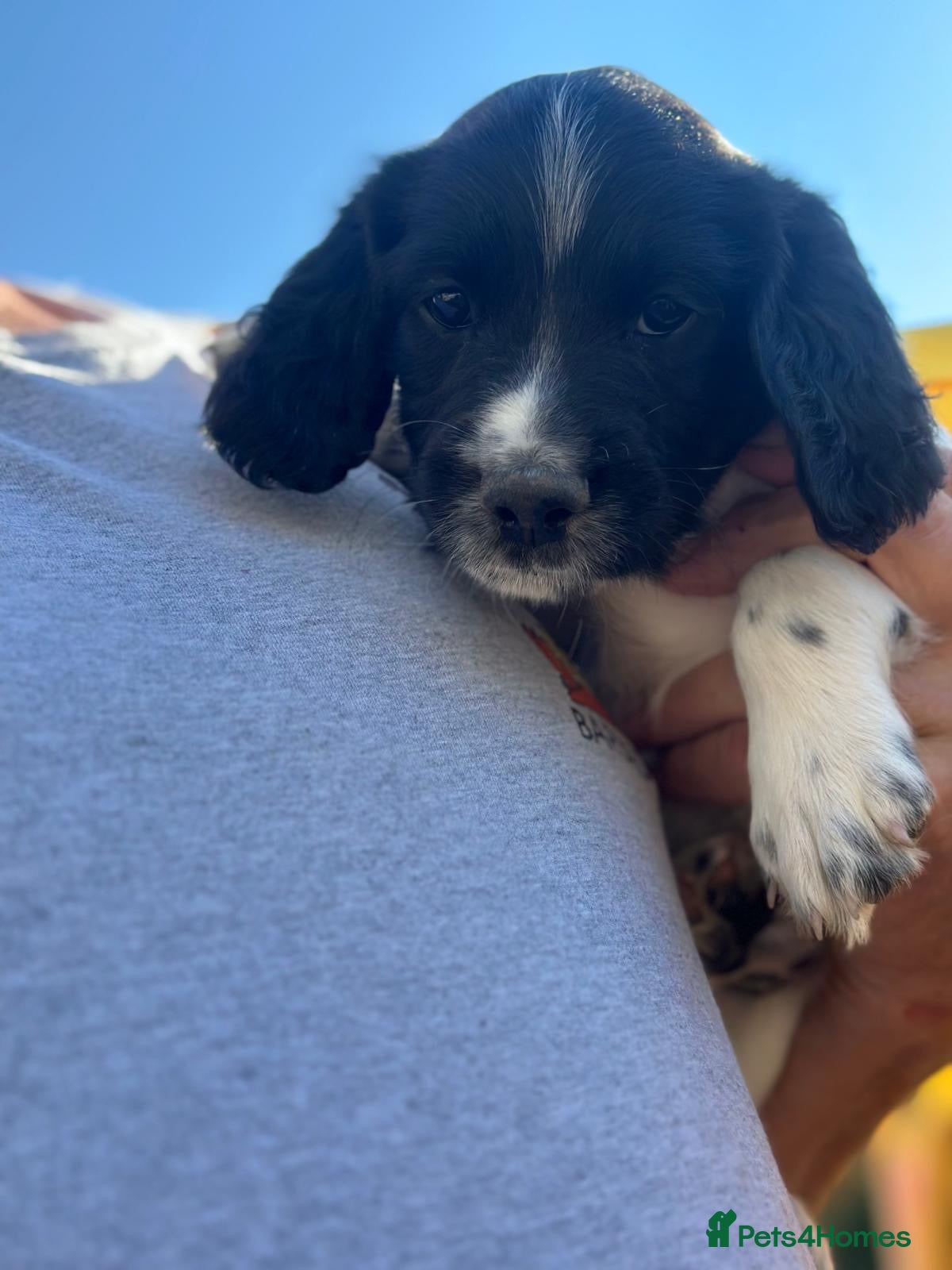 English Springer Spaniel dogs Springer spaniel puppies KC registered - Advert 16