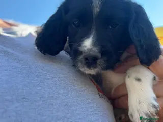 English Springer Spaniel dogs Springer spaniel puppies KC registered - Advert 6