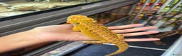 Bearded Dragon reptiles for sale: FEMALE yellow blue bar bearded dragon  - Advert 6