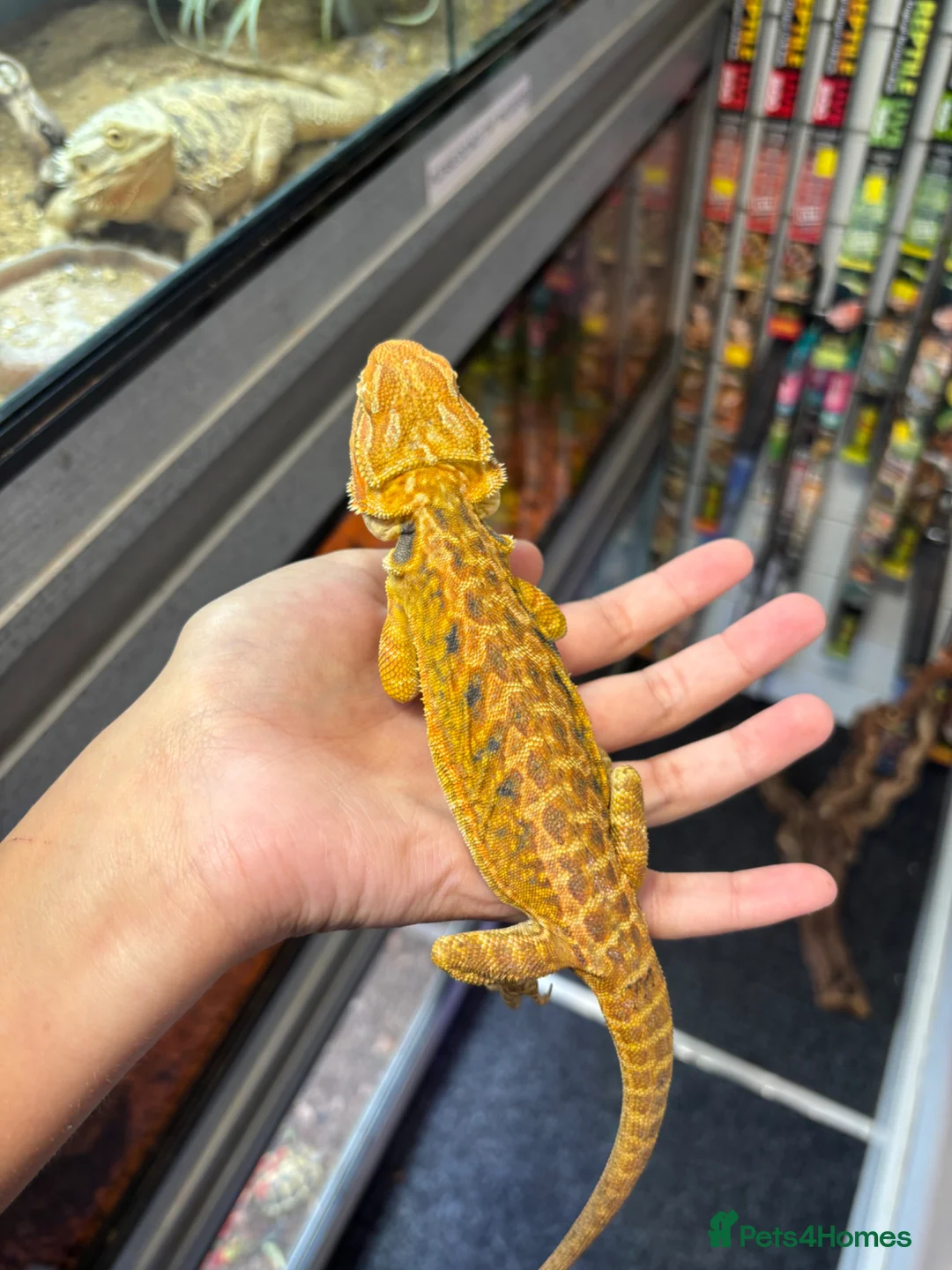 Bearded Dragon reptiles for sale: FEMALE yellow blue bar bearded dragon  - Advert 6