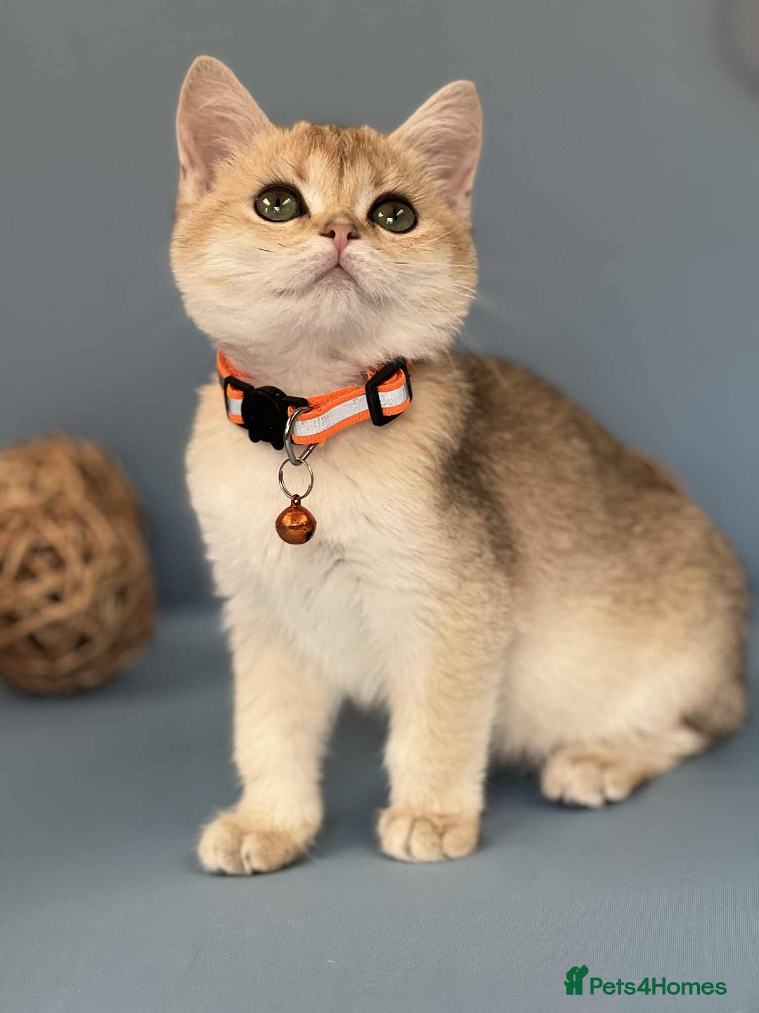 British Shorthair cats for sale: 🫶GCCF - NY12 Golden British Shorthair kittens 🫶 - Image 9