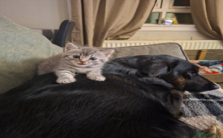 British Shorthair cats - Advert 1