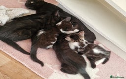 Domestic Shorthair cats for sale: 3 kittens all male.2x all black 1x black and white - Image 8