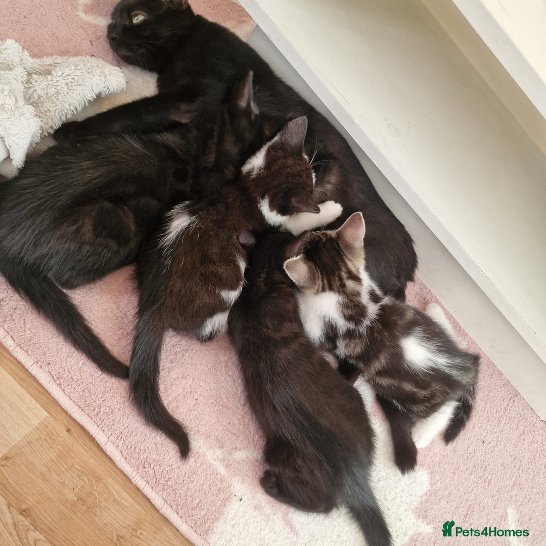 Domestic Shorthair cats for sale: 3 kittens all male.2x all black 1x black and white - Image 8
