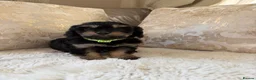 Cavapoo dogs for sale: 5 Gorgeous F1 Cavapoo puppies - Advert 4