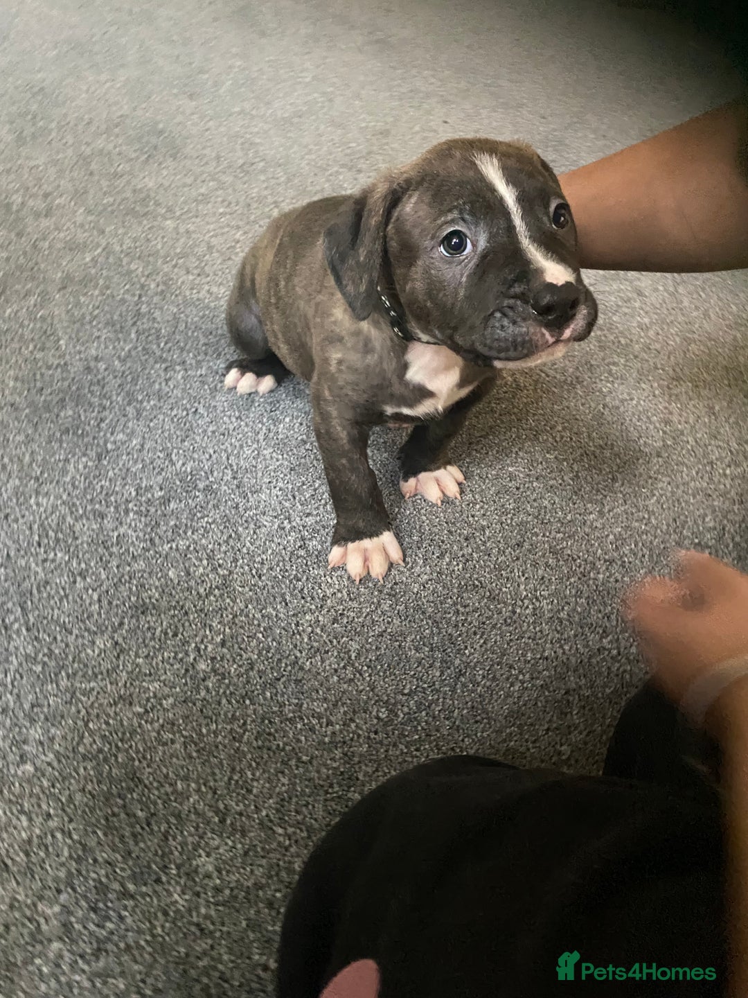 Mixed Breed dogs for sale: Scott American Bulldog Cross  - Advert 19