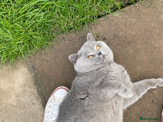 British Shorthair cats ⭐️ GCCF & TICA STUD CARRYING CHOCOLATE ⭐️ in Derby - Advert 18